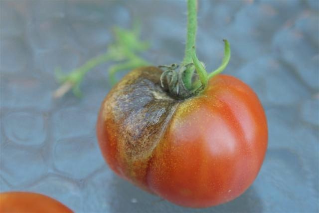 tomato blight