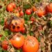 Late blight tomatoes