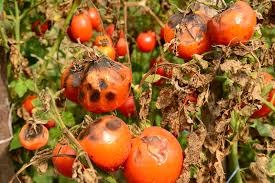 Late blight tomatoes