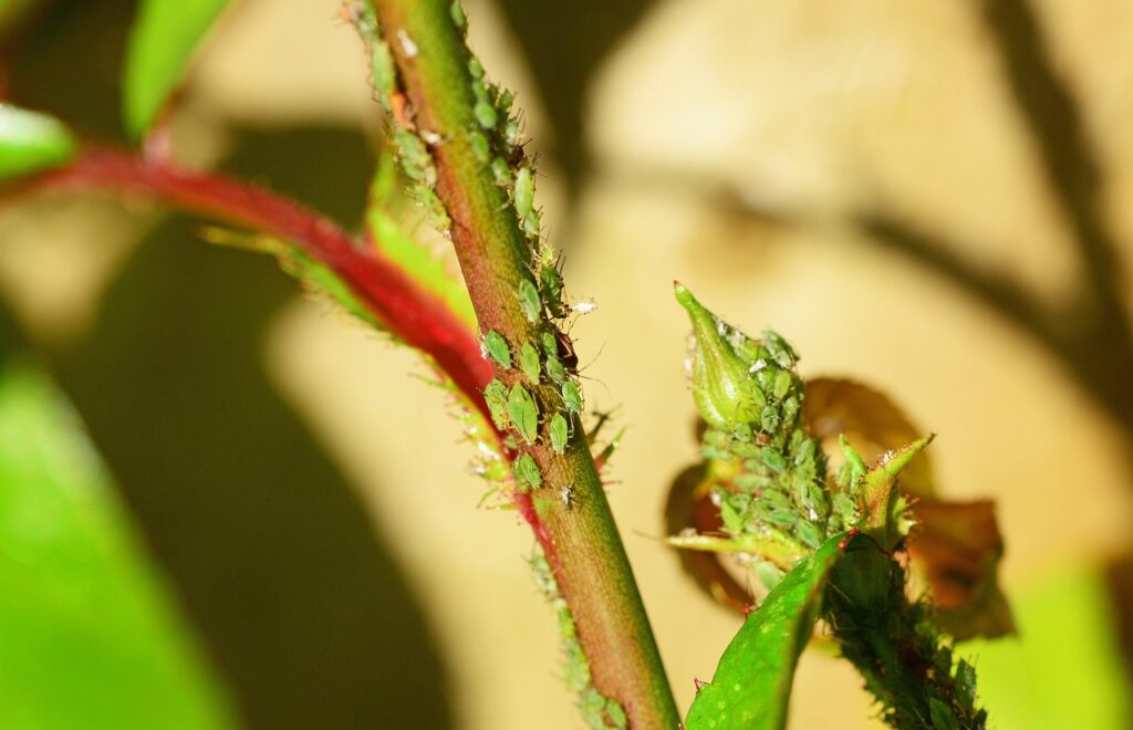 Green aphids