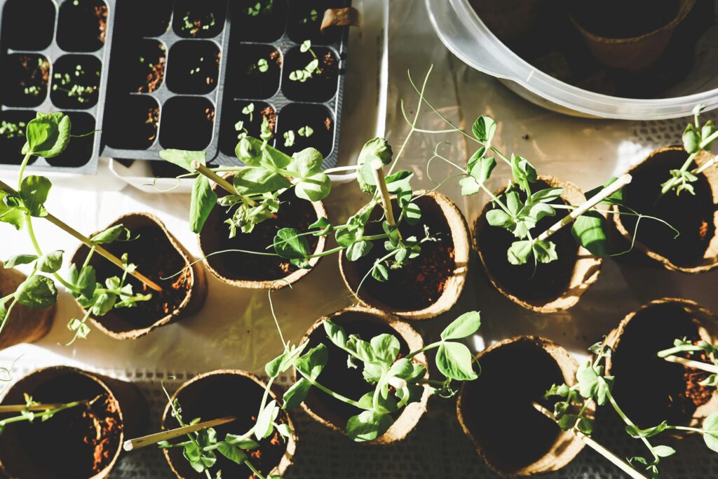 Potted plants