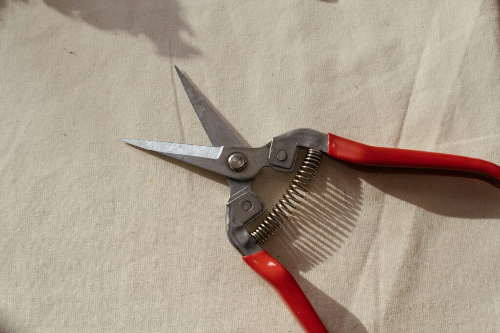 pruning of tomatoes