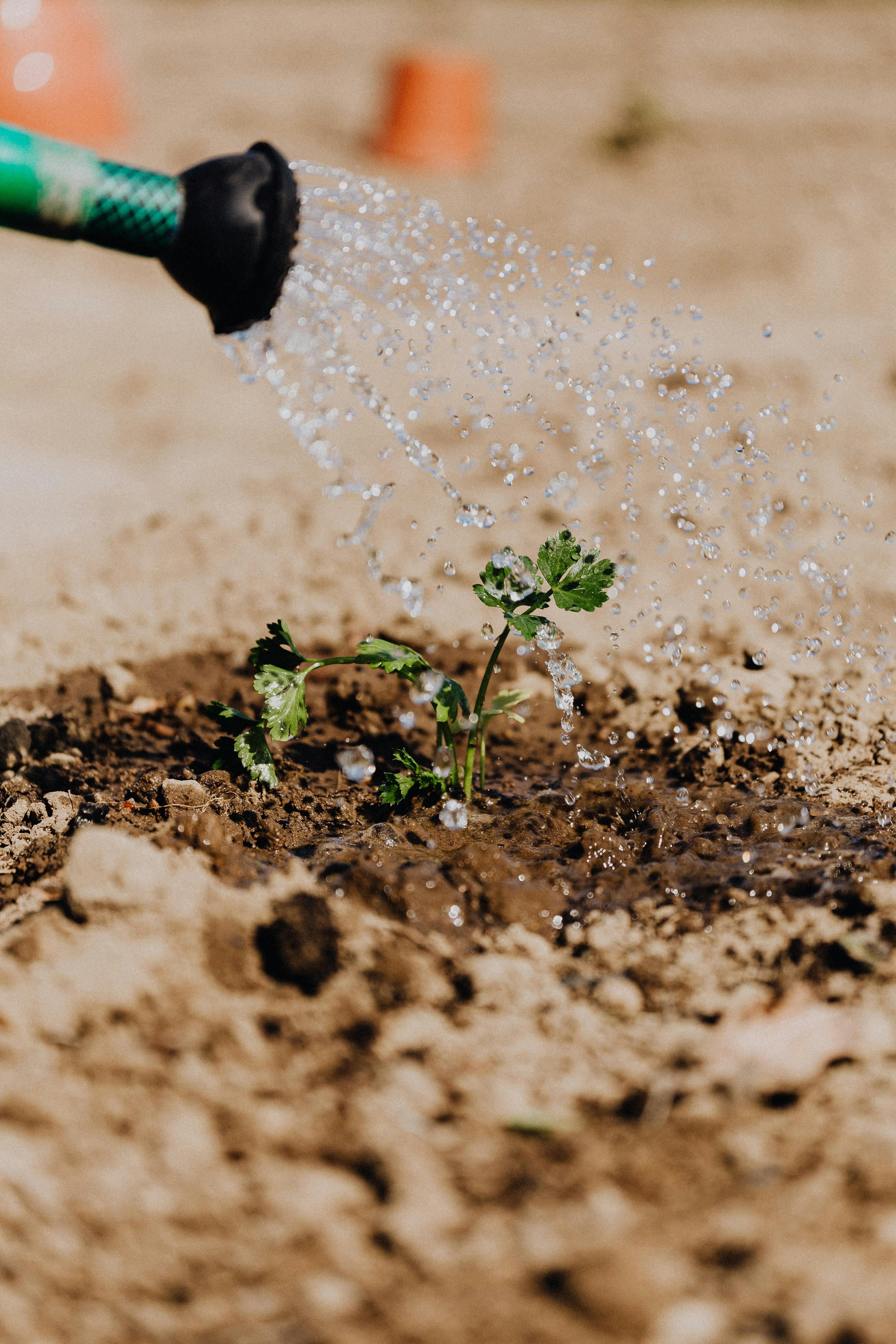 watering a plant