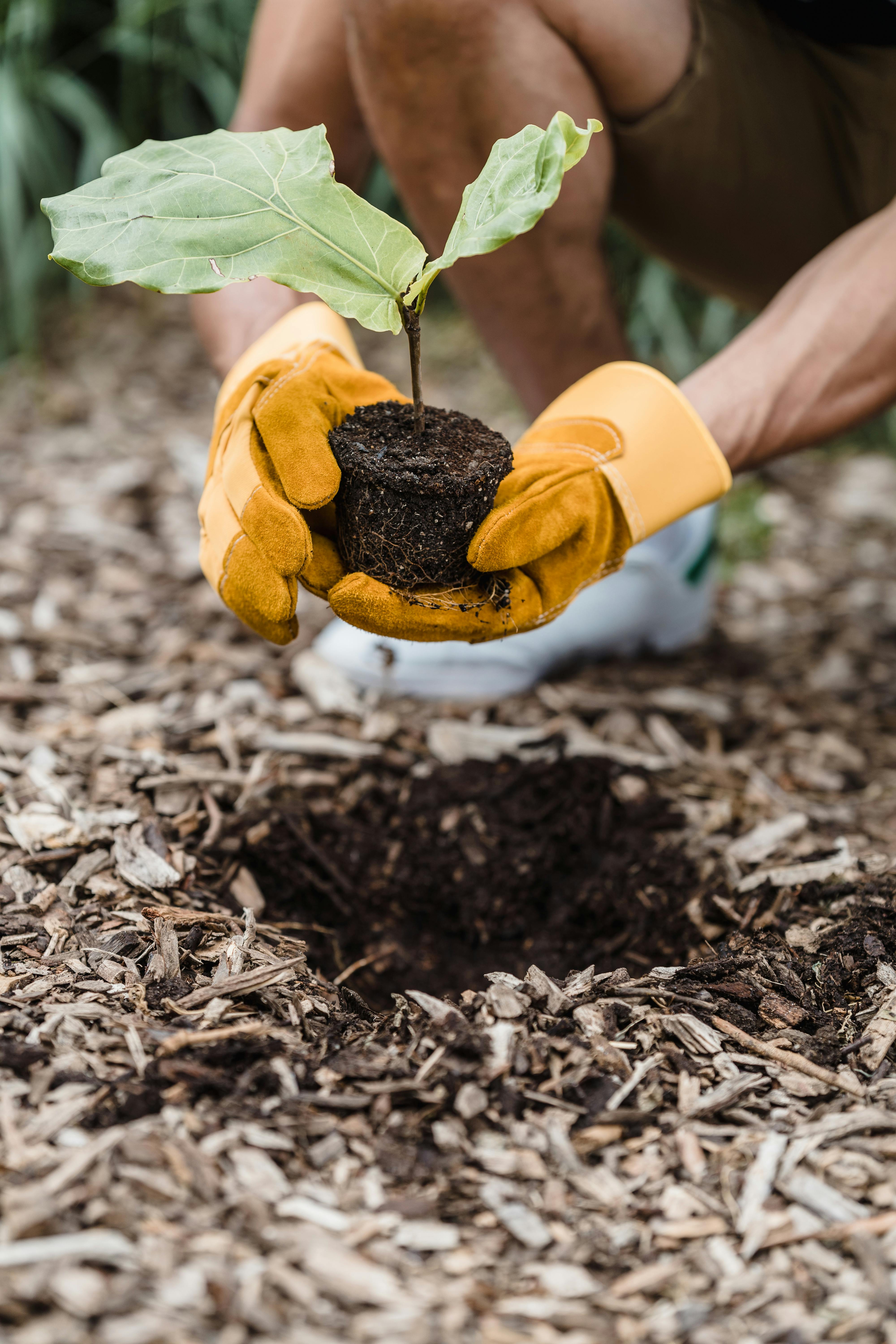 A man transplanting