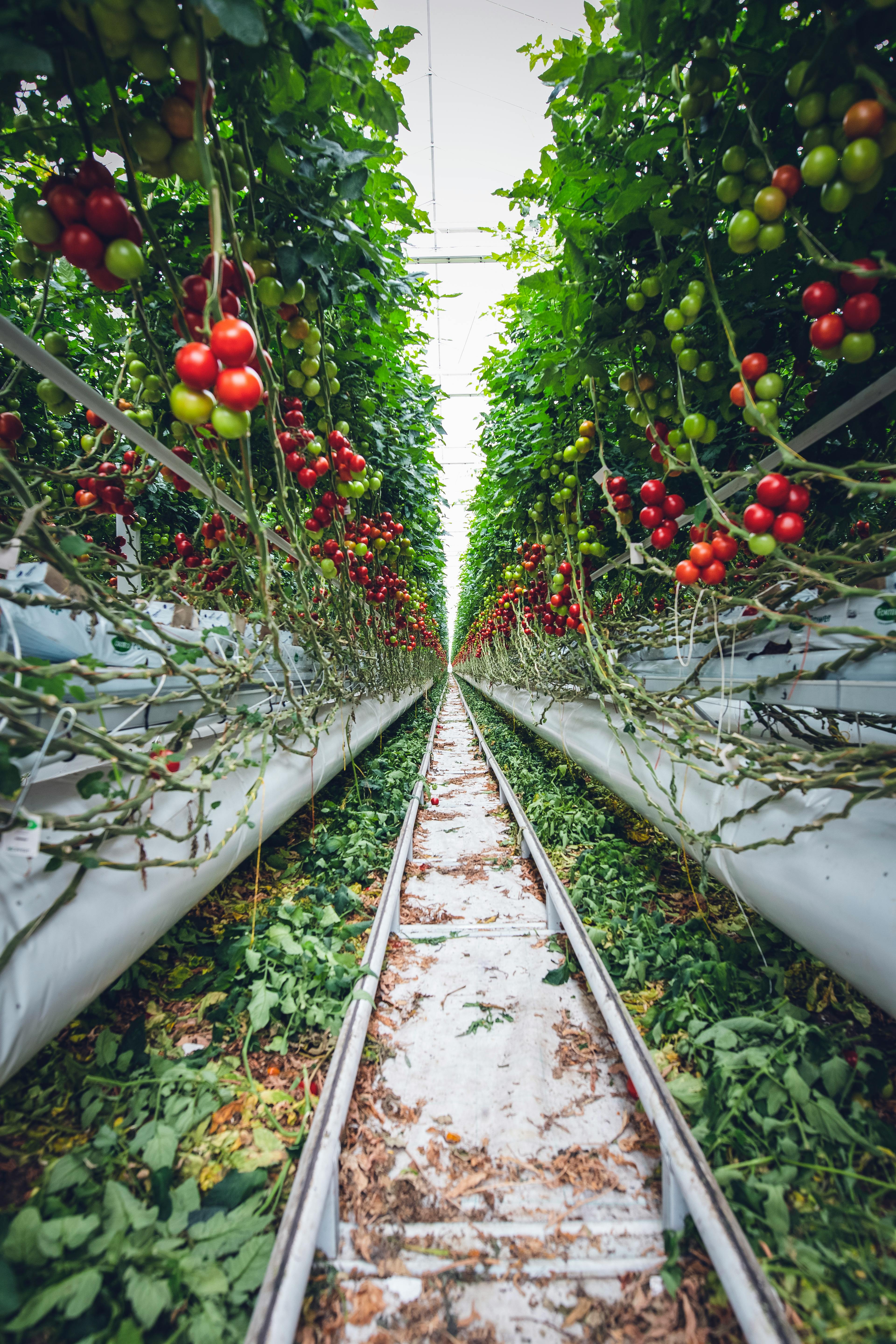 Tomato tunnel farm