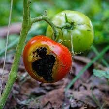 late tomato blight