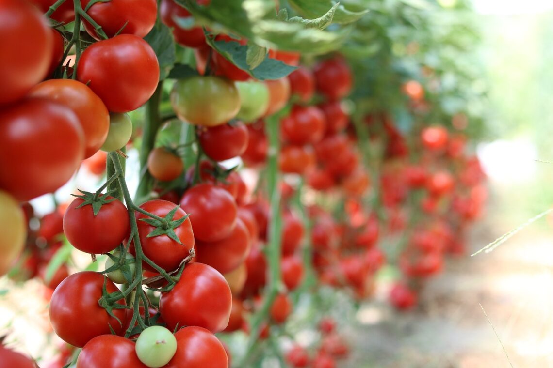 Tomatoes