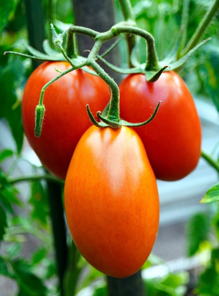 3 roma tomatoes