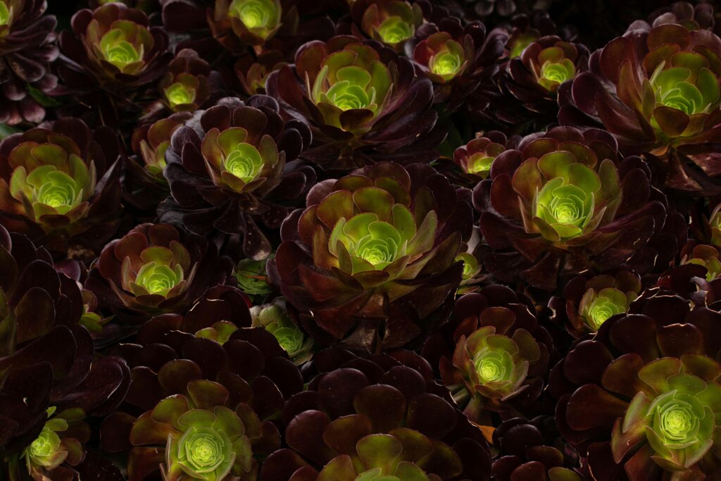 Aeonium 'Zwartkop'