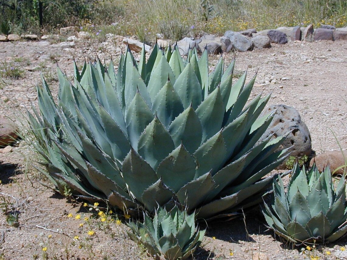 Agave 2