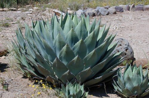 Agave 2