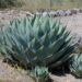 Agave 2