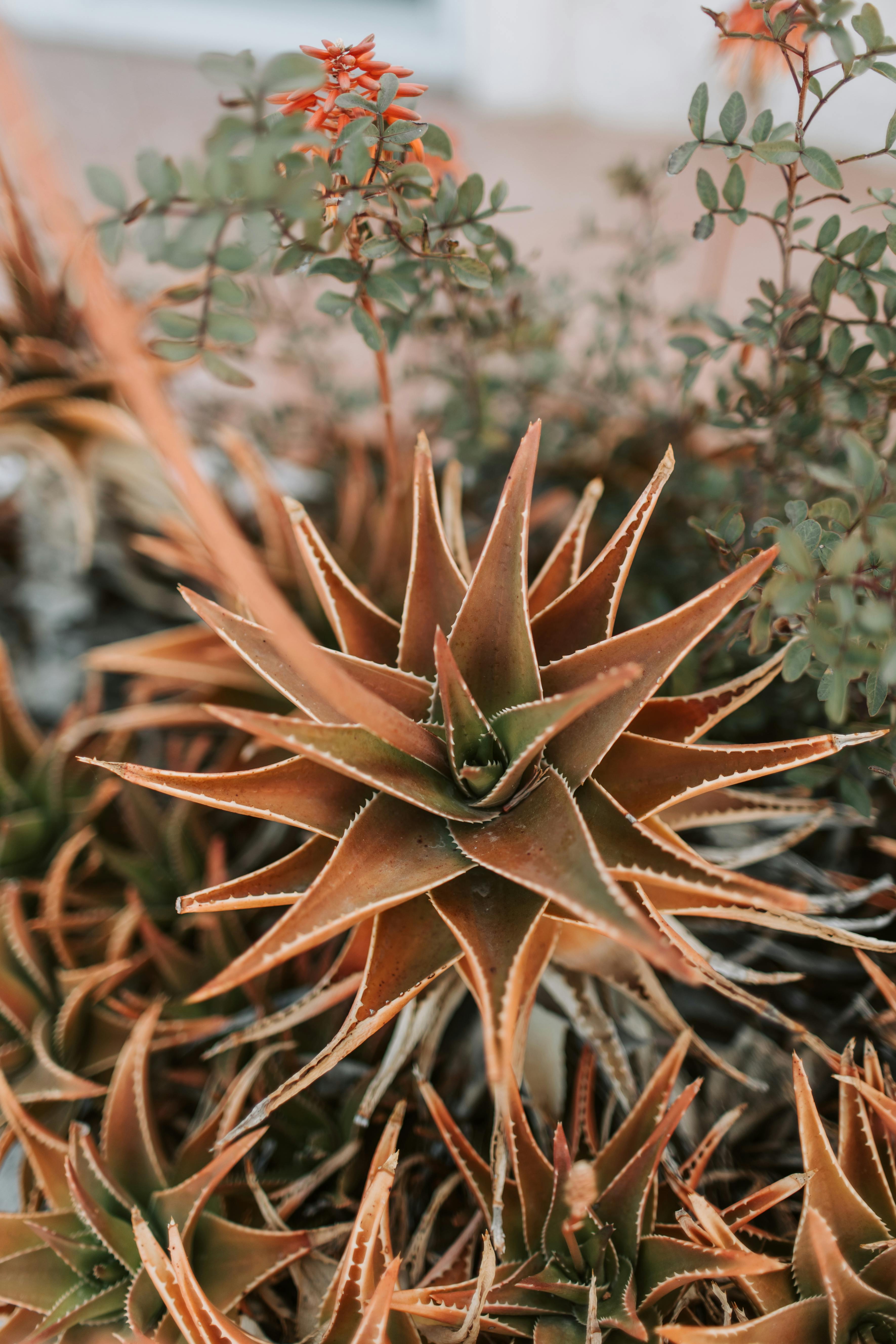 Aloe 'Pink Blush'