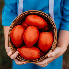 Amish Paste tomatoes