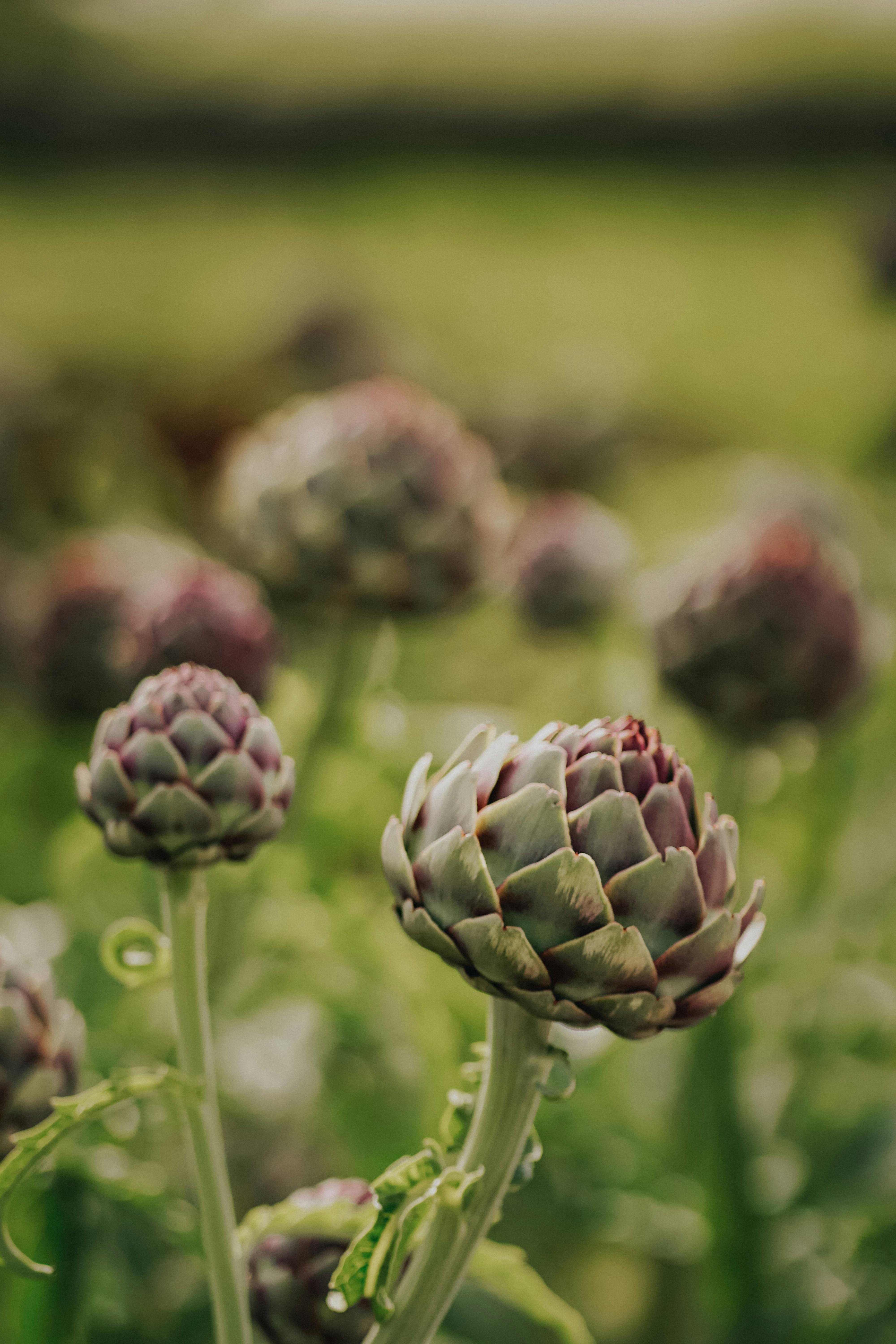 Artichokes 