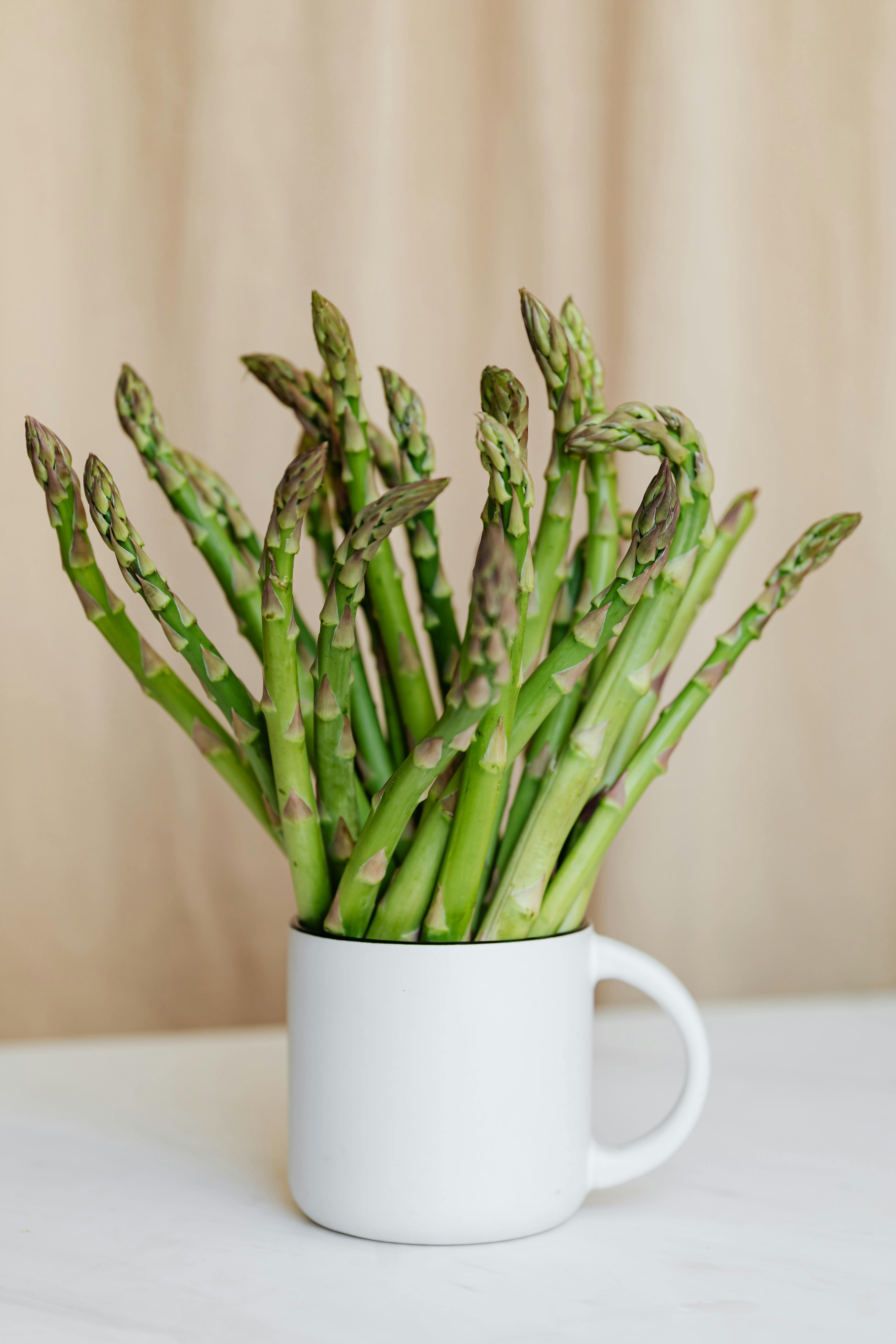 Asparagus plant