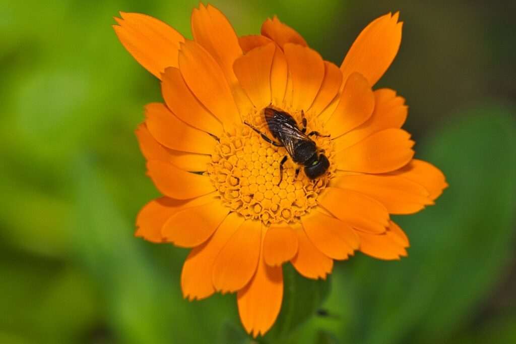 Bee on marigold flower