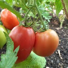 Big Mama tomatoes