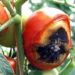 Blossom-End-Rot-ON-A-TOMATO