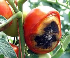 Blossom-End-Rot-ON-A-TOMATO