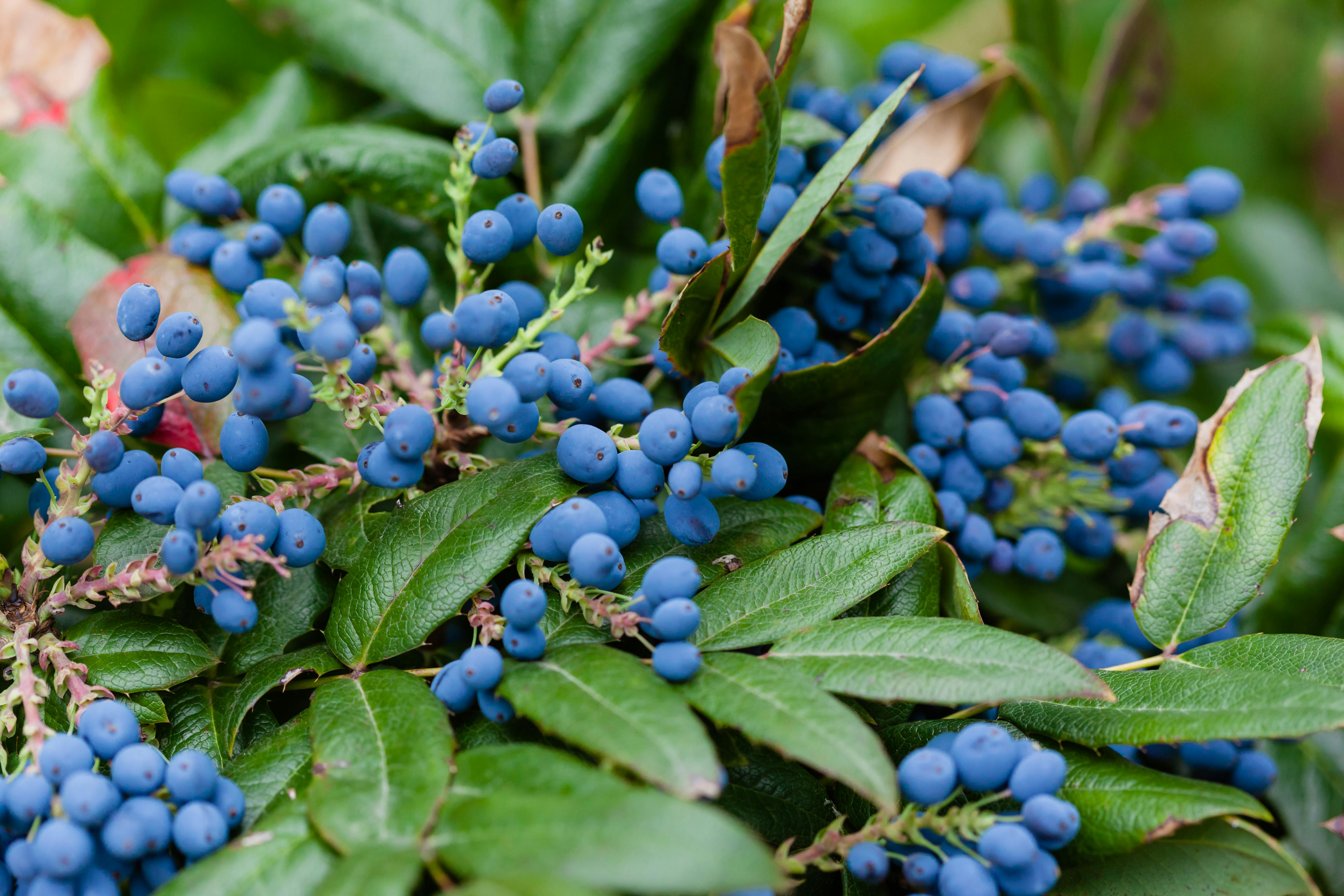 Blueberries