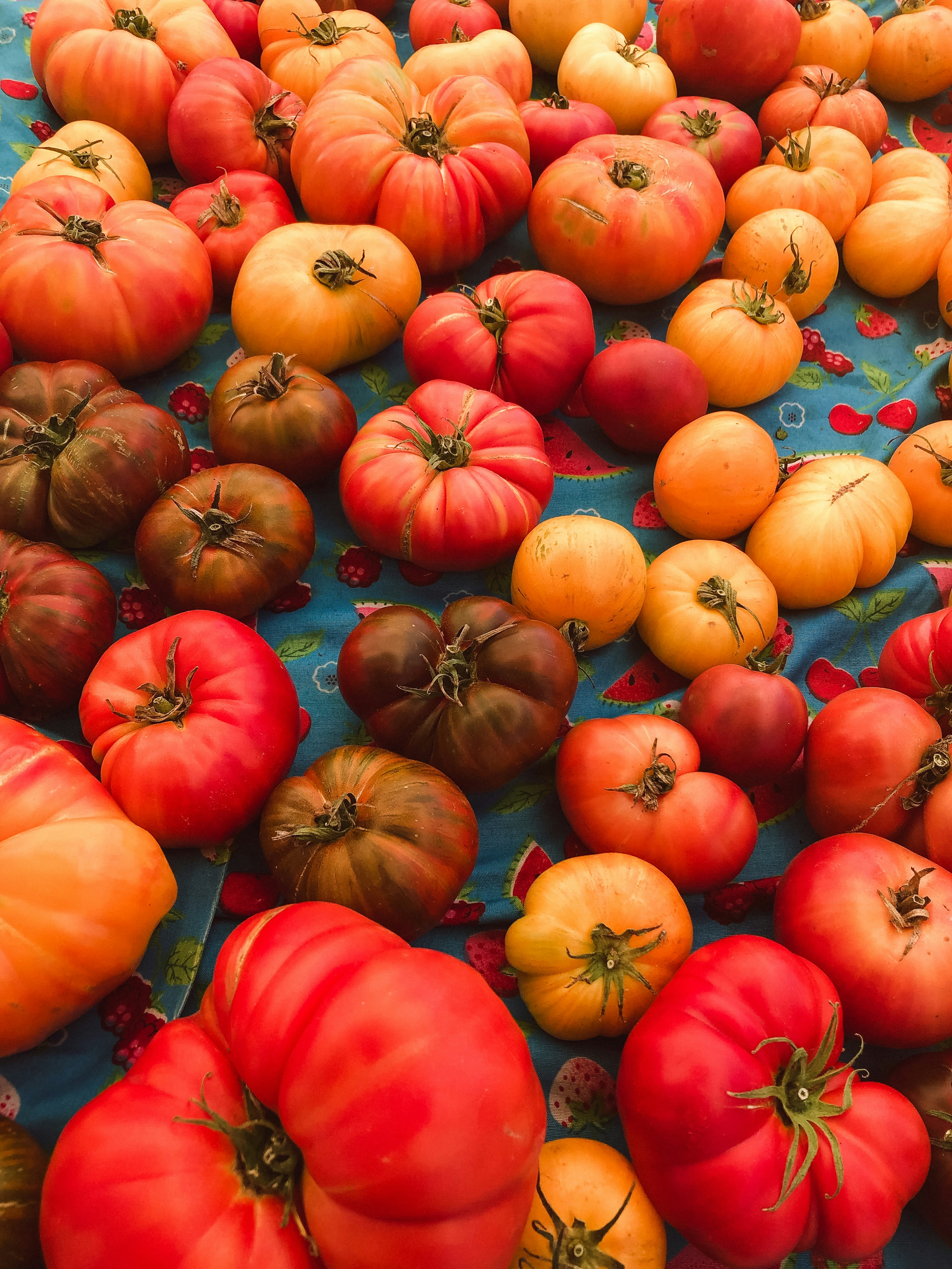 Bountiful heirloom tomatoes