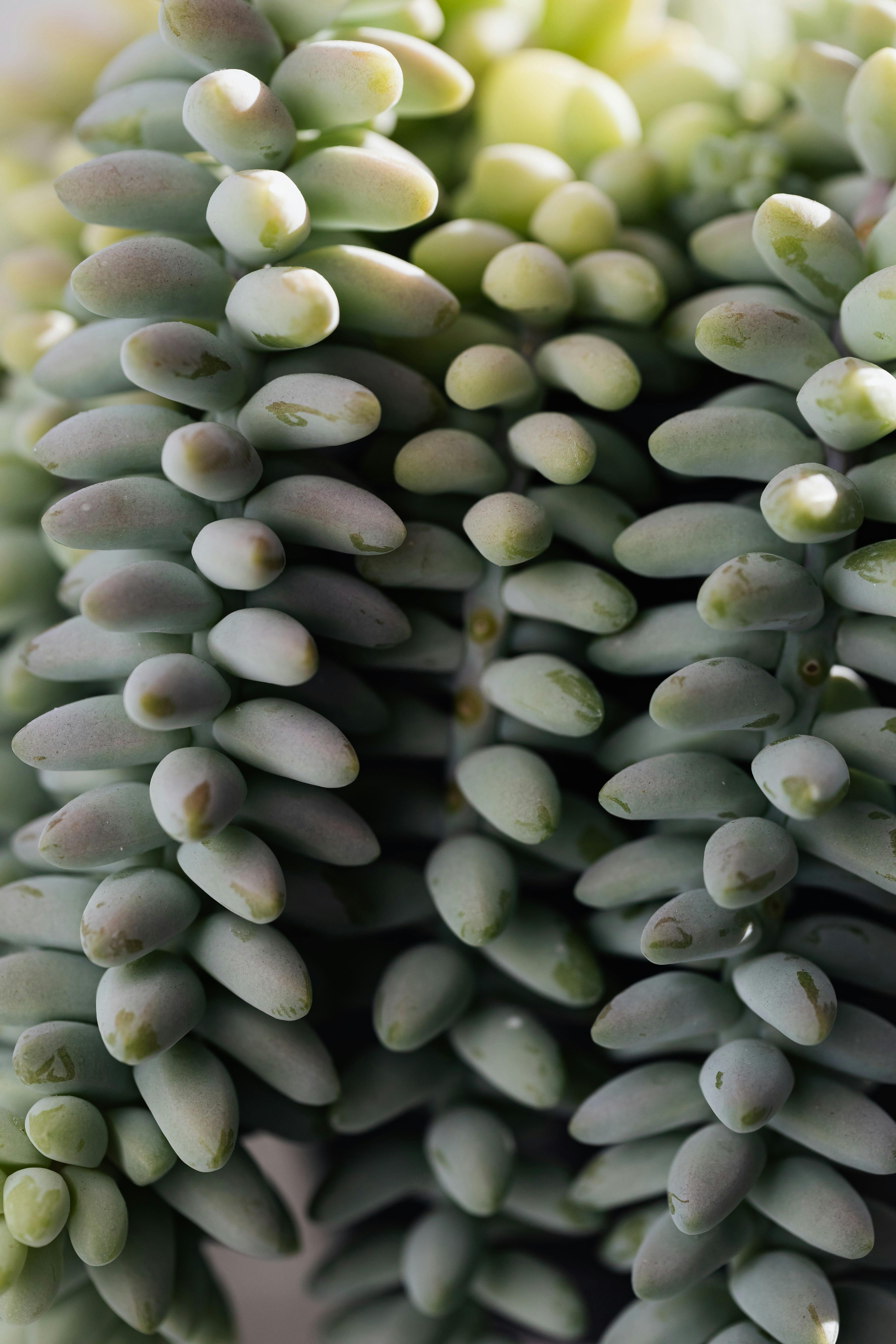 Burro’s Tail