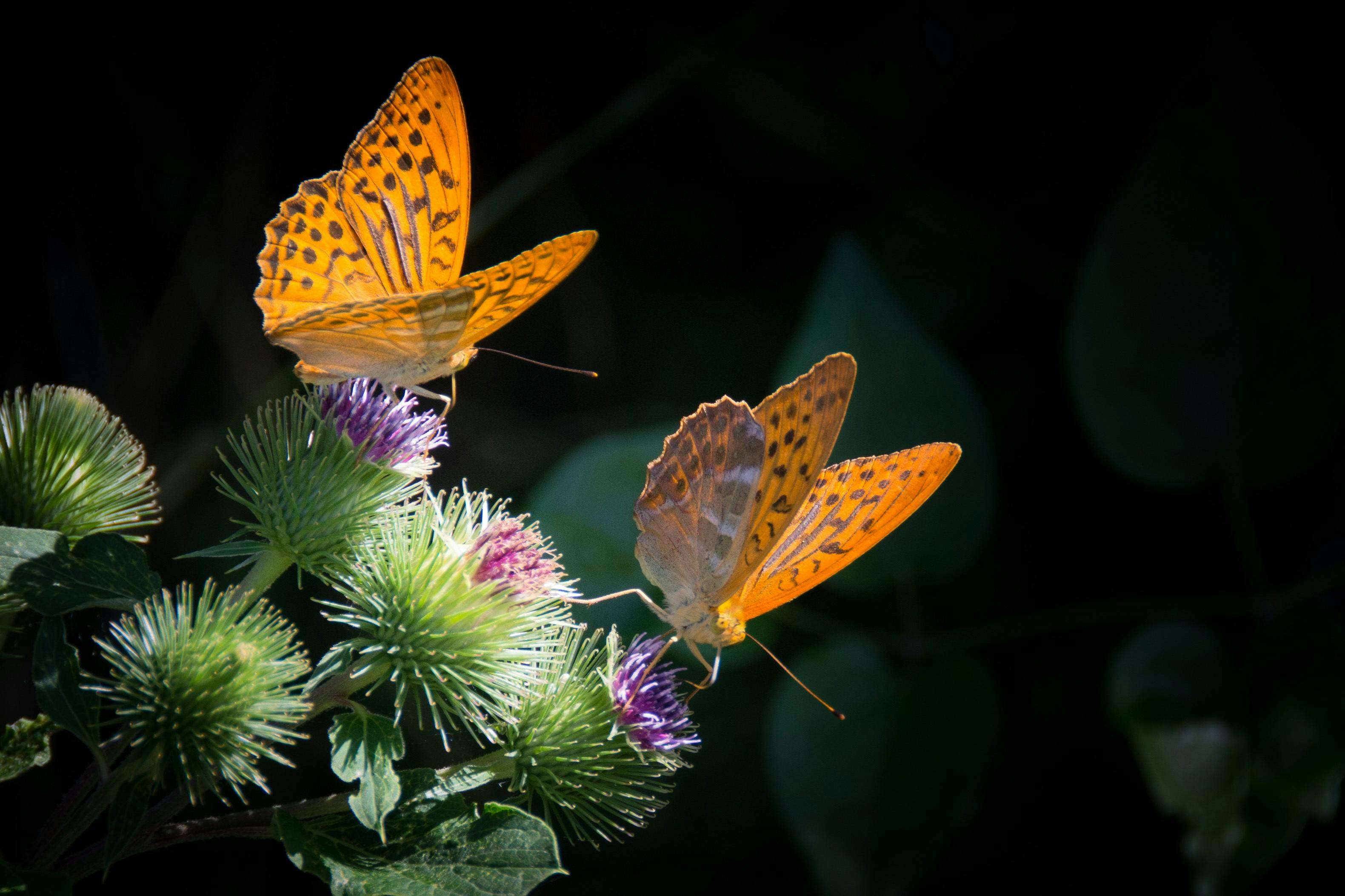 Butterflies