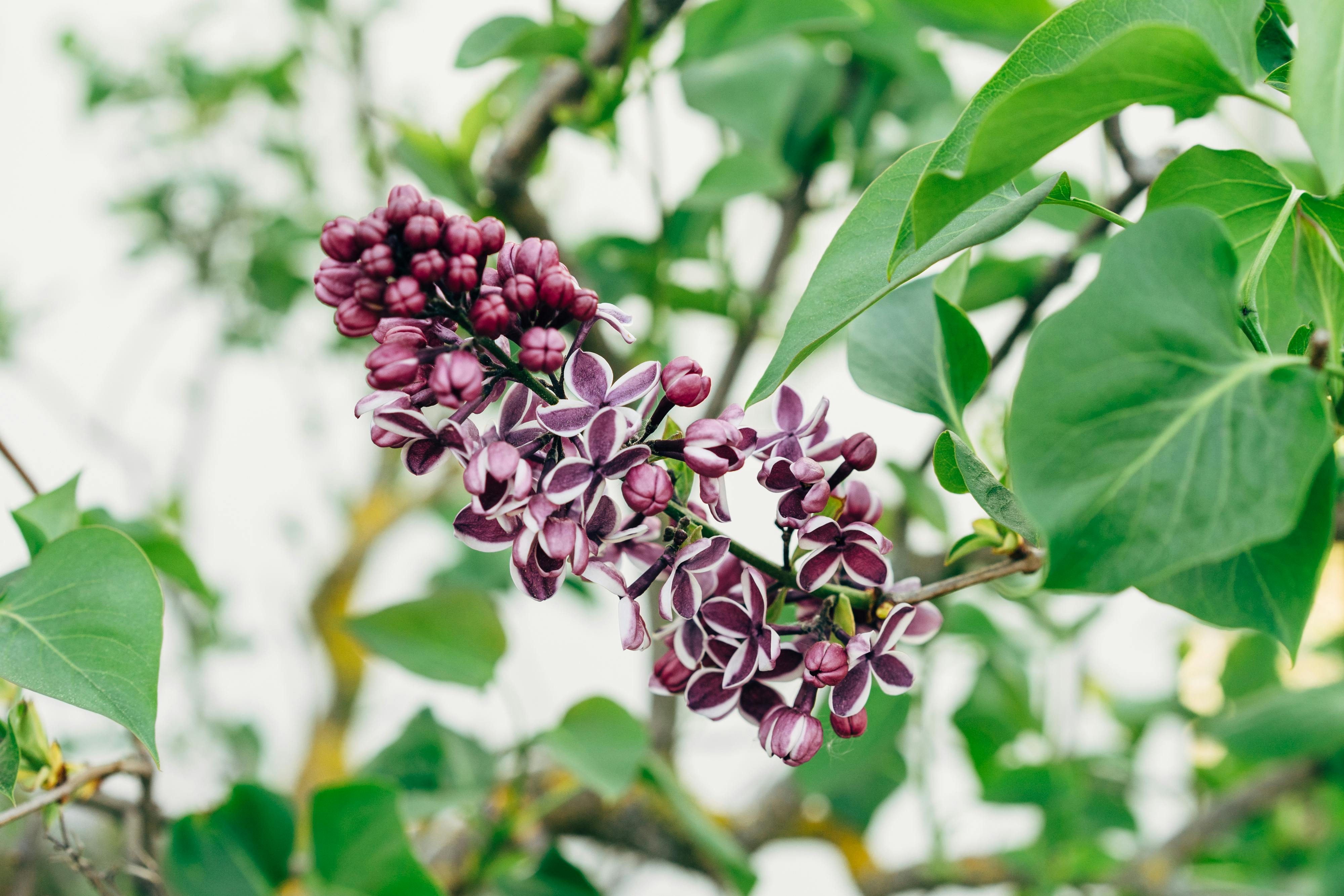 Butterfly Bush