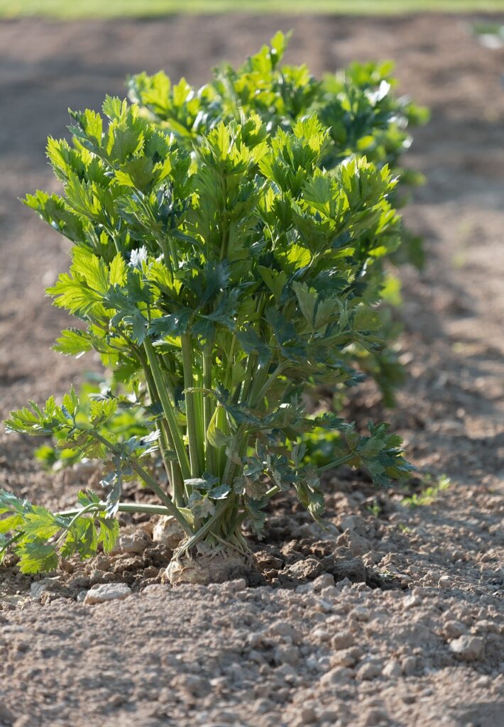 Celery plant