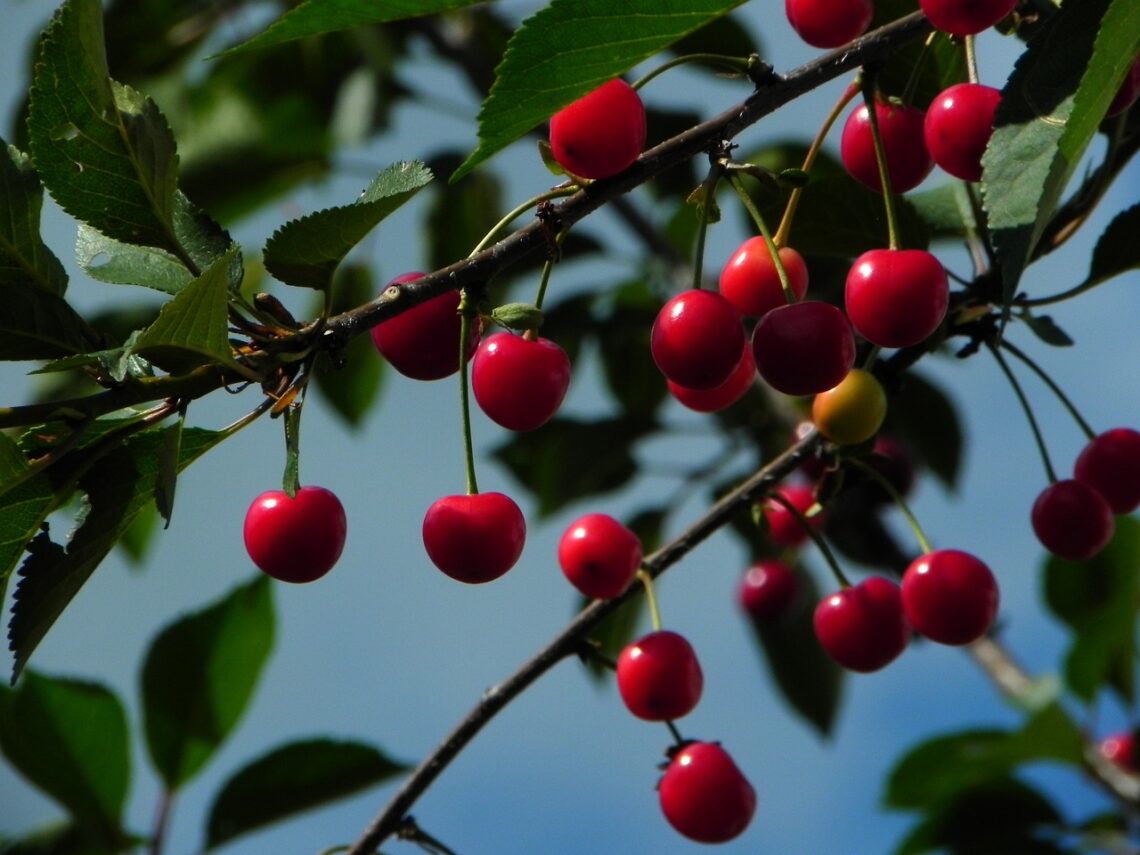 Cherry trees