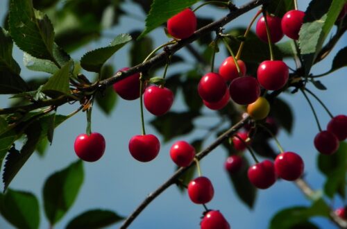 Cherry trees