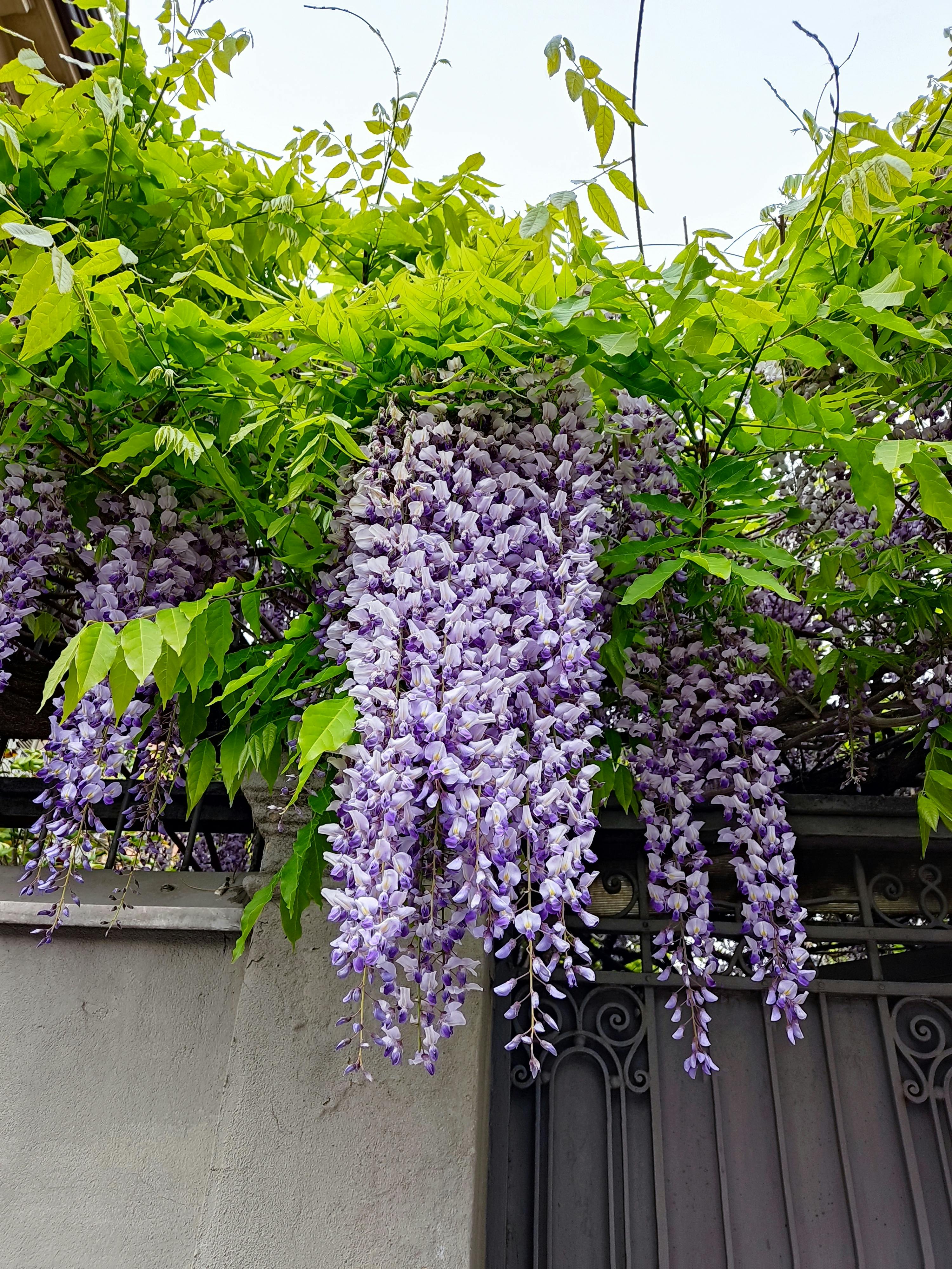 Chinese Wisteria