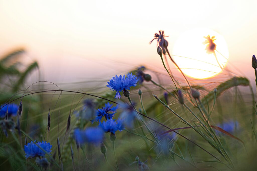 Cornflowers