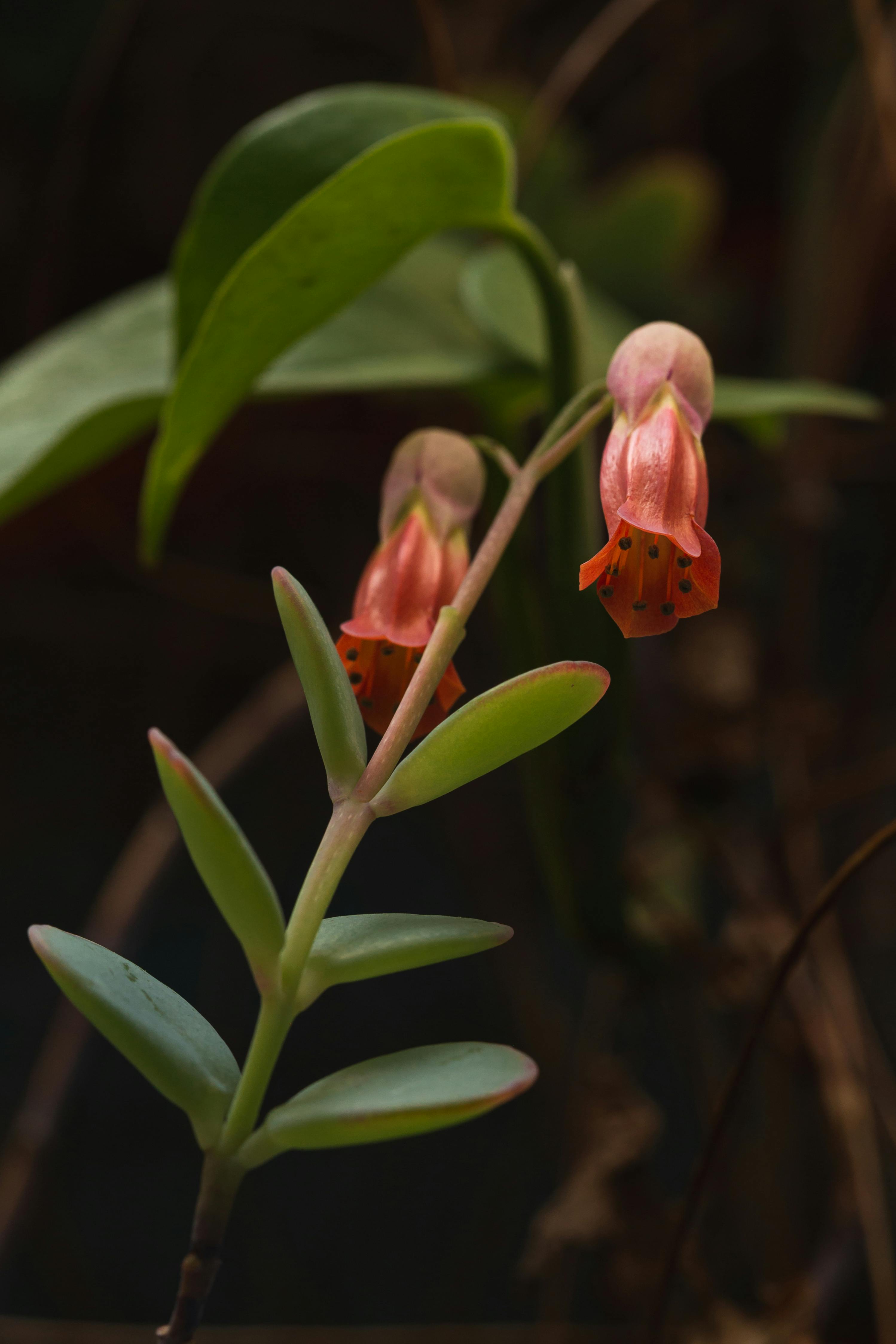 Cotyledon flower