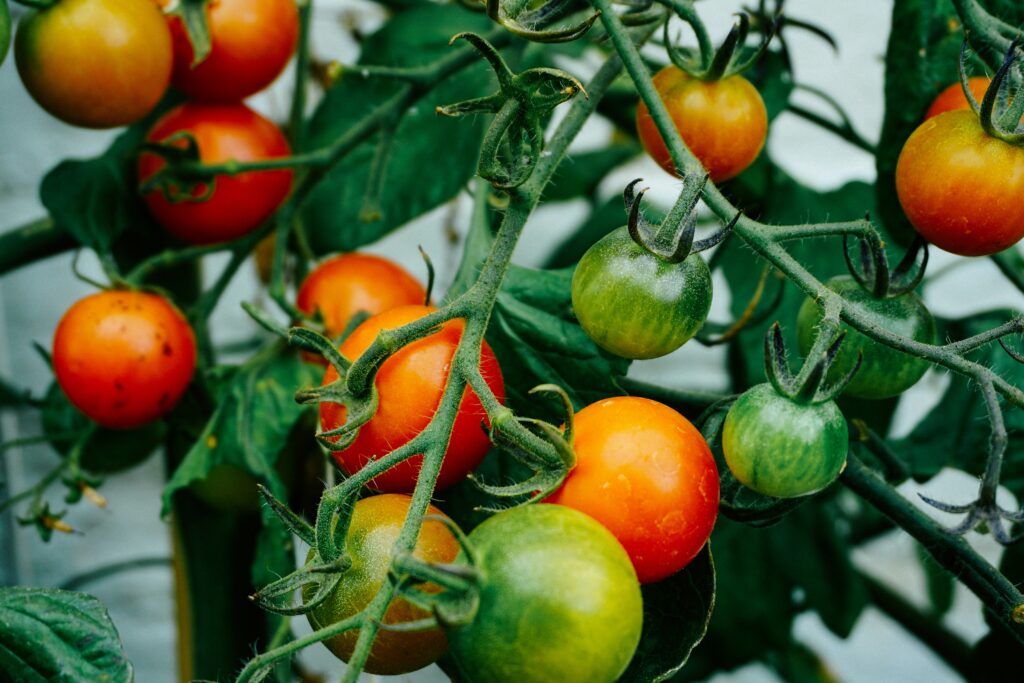 Different tomatoes on a branch