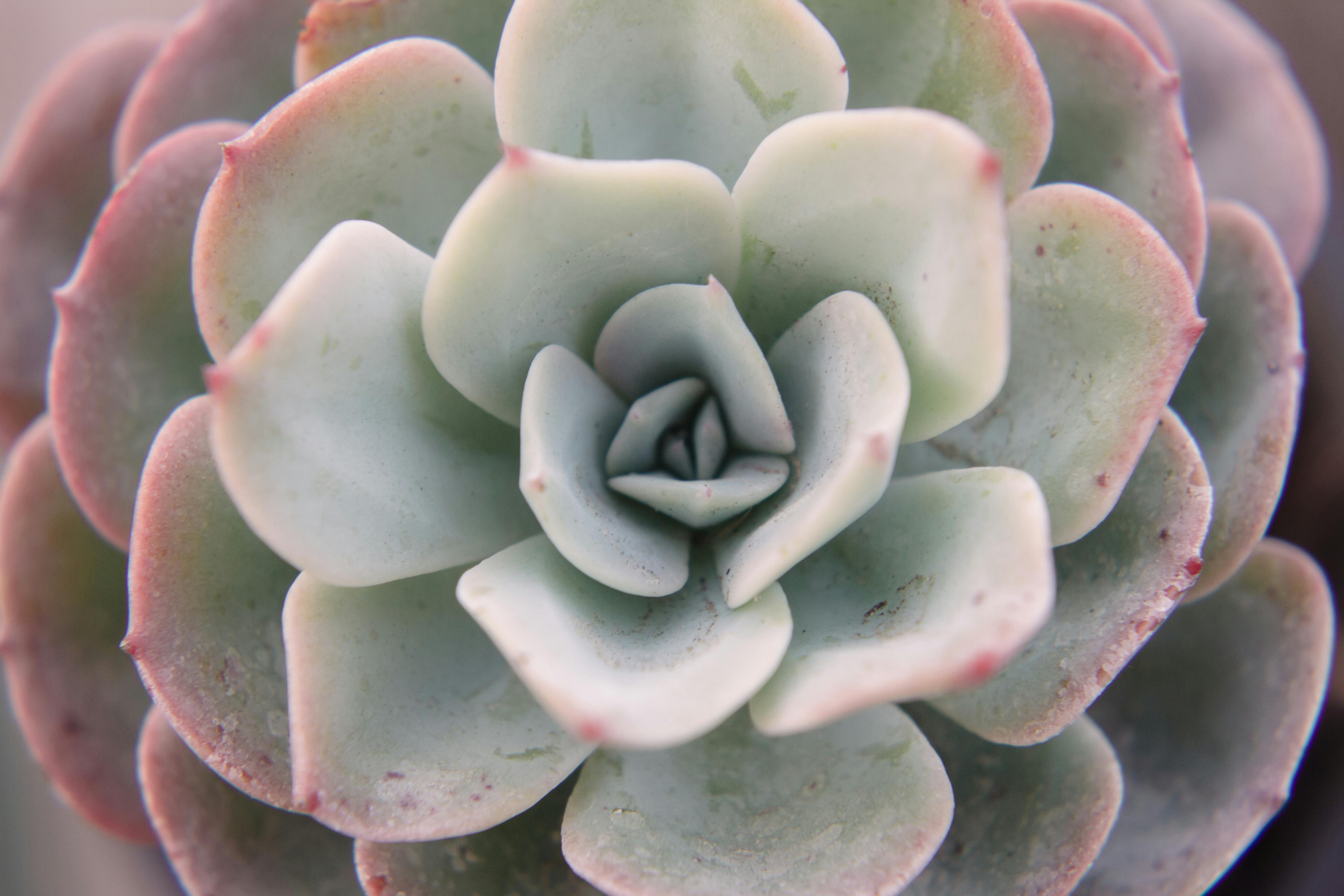 Echeveria