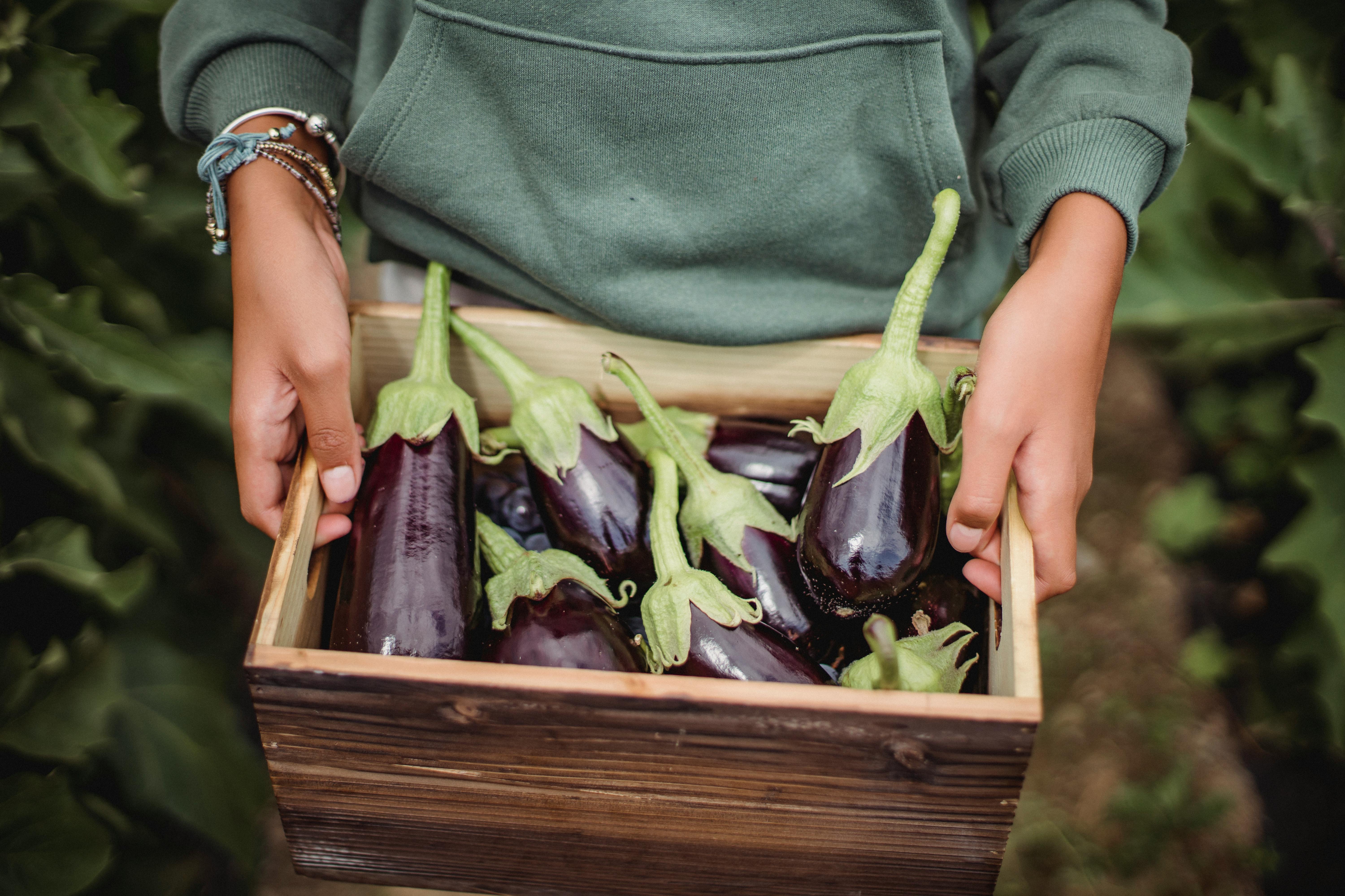 Eggplant