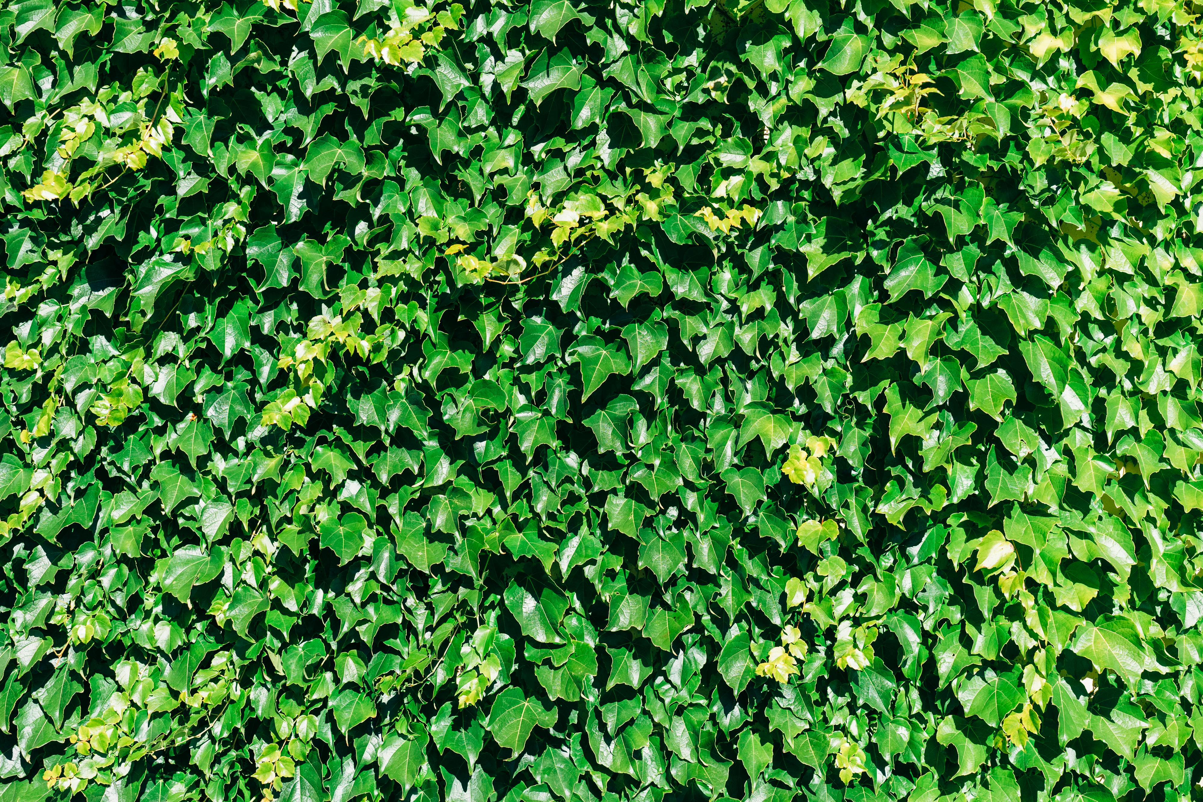 English Ivy