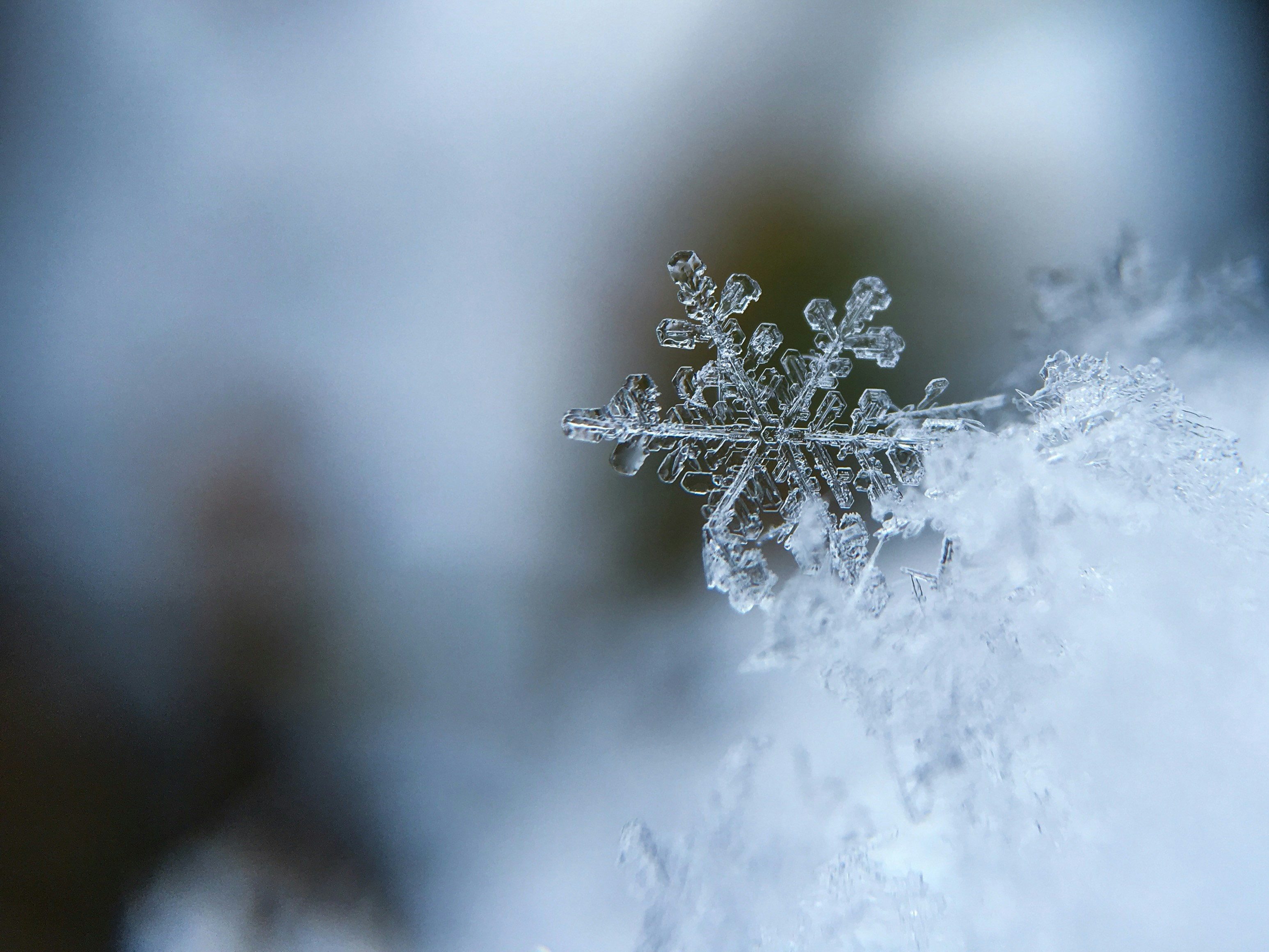 Flowers in winter