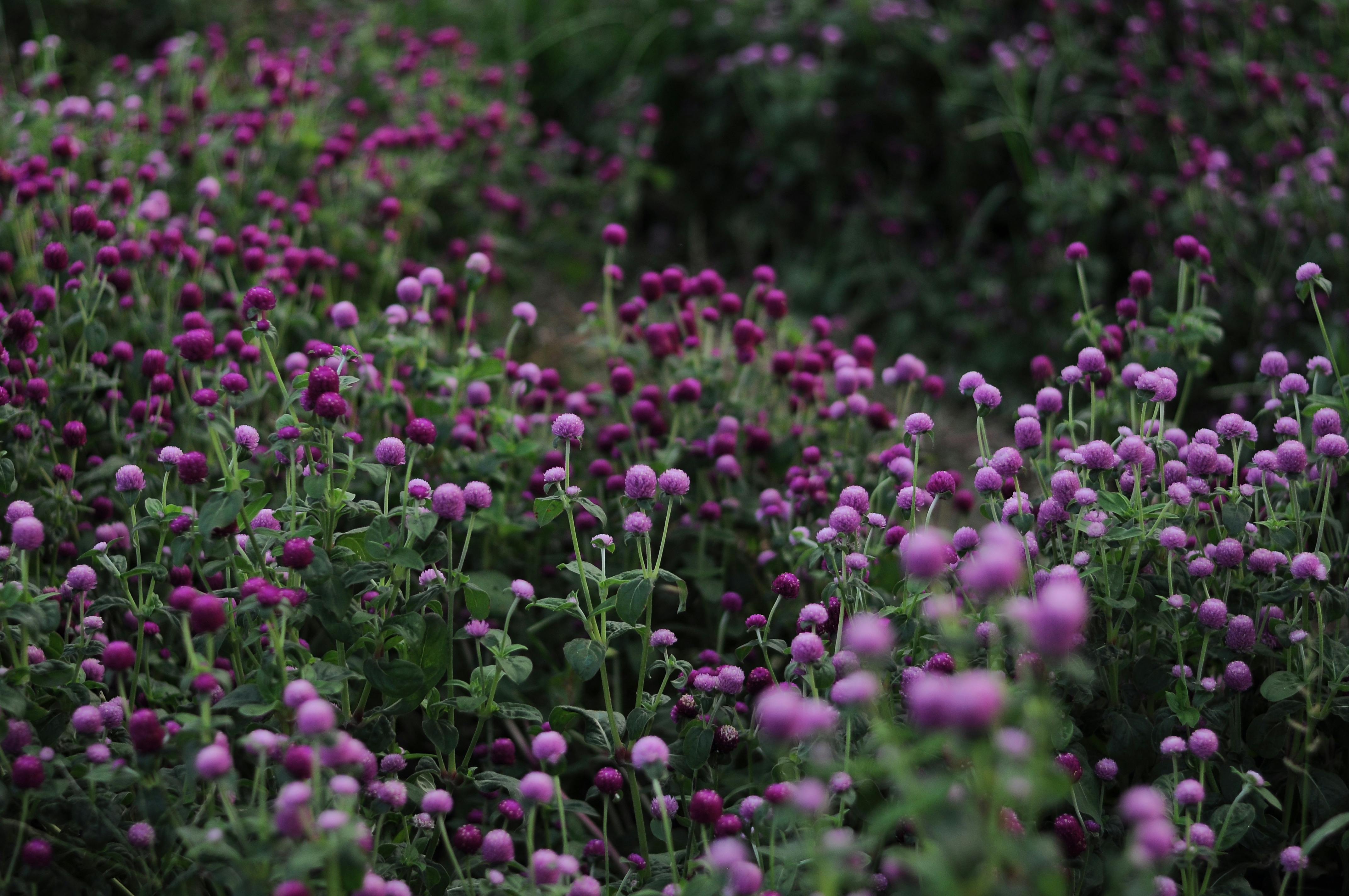 Globe amaranth