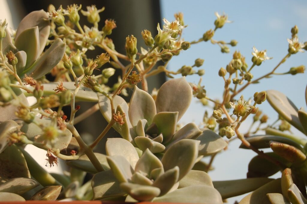 Graptopetalum