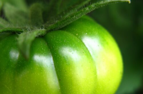 Green heirloom tomatoes