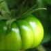 Green heirloom tomatoes