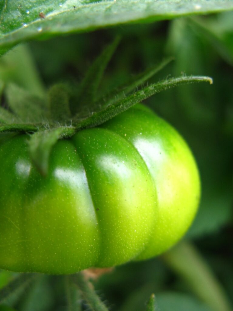 Green heirloom tomatoes