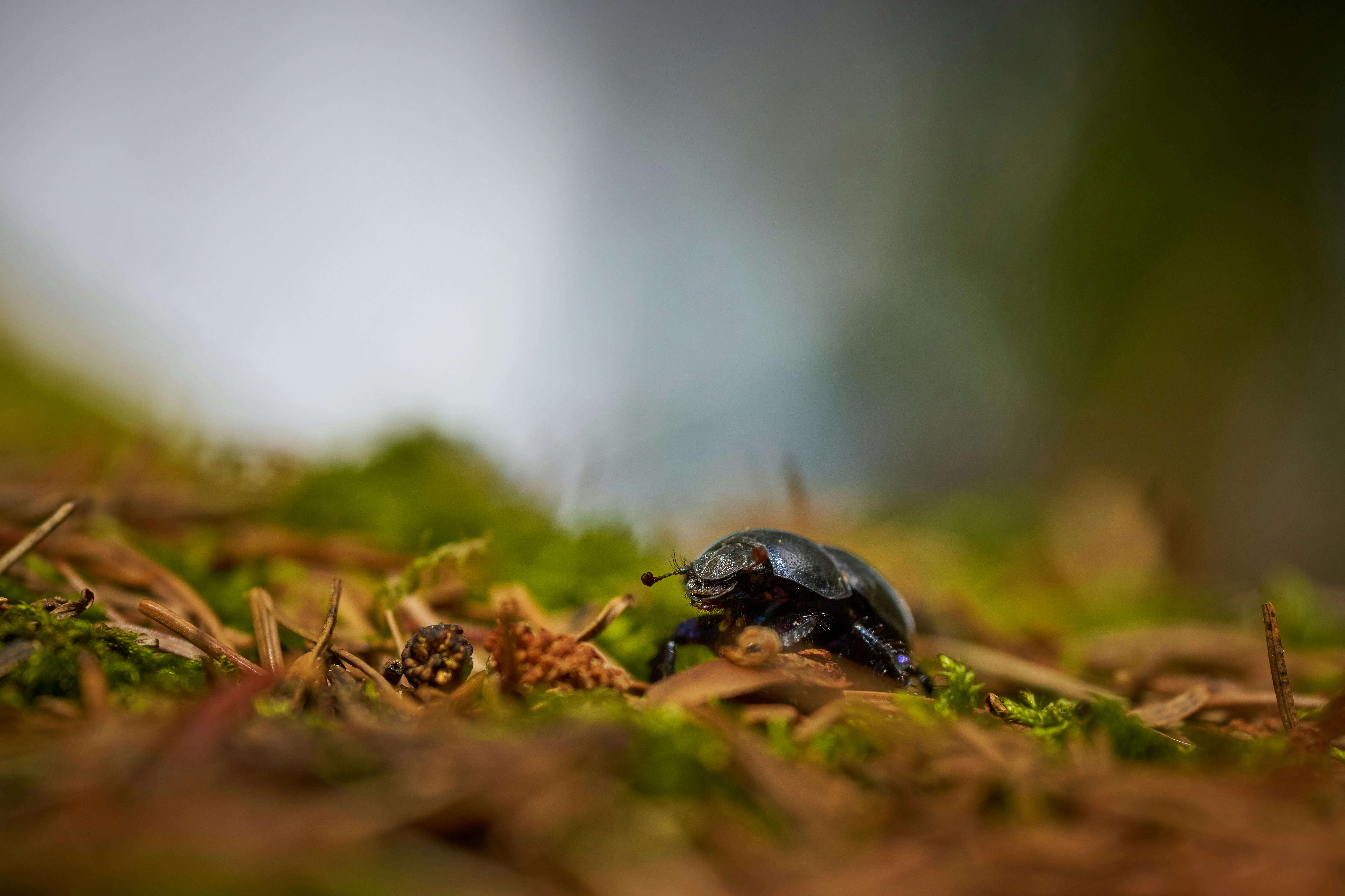 Ground beetles