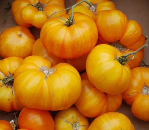 Hawaiian Pineapple Tomatoes