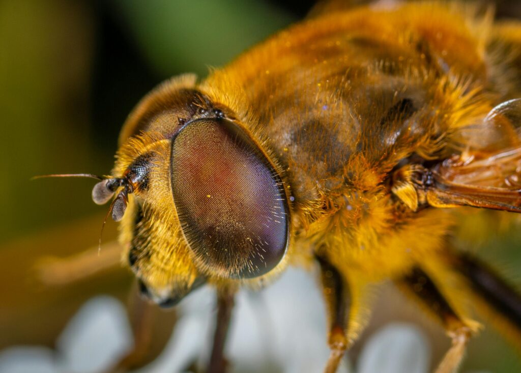 Hoverflies