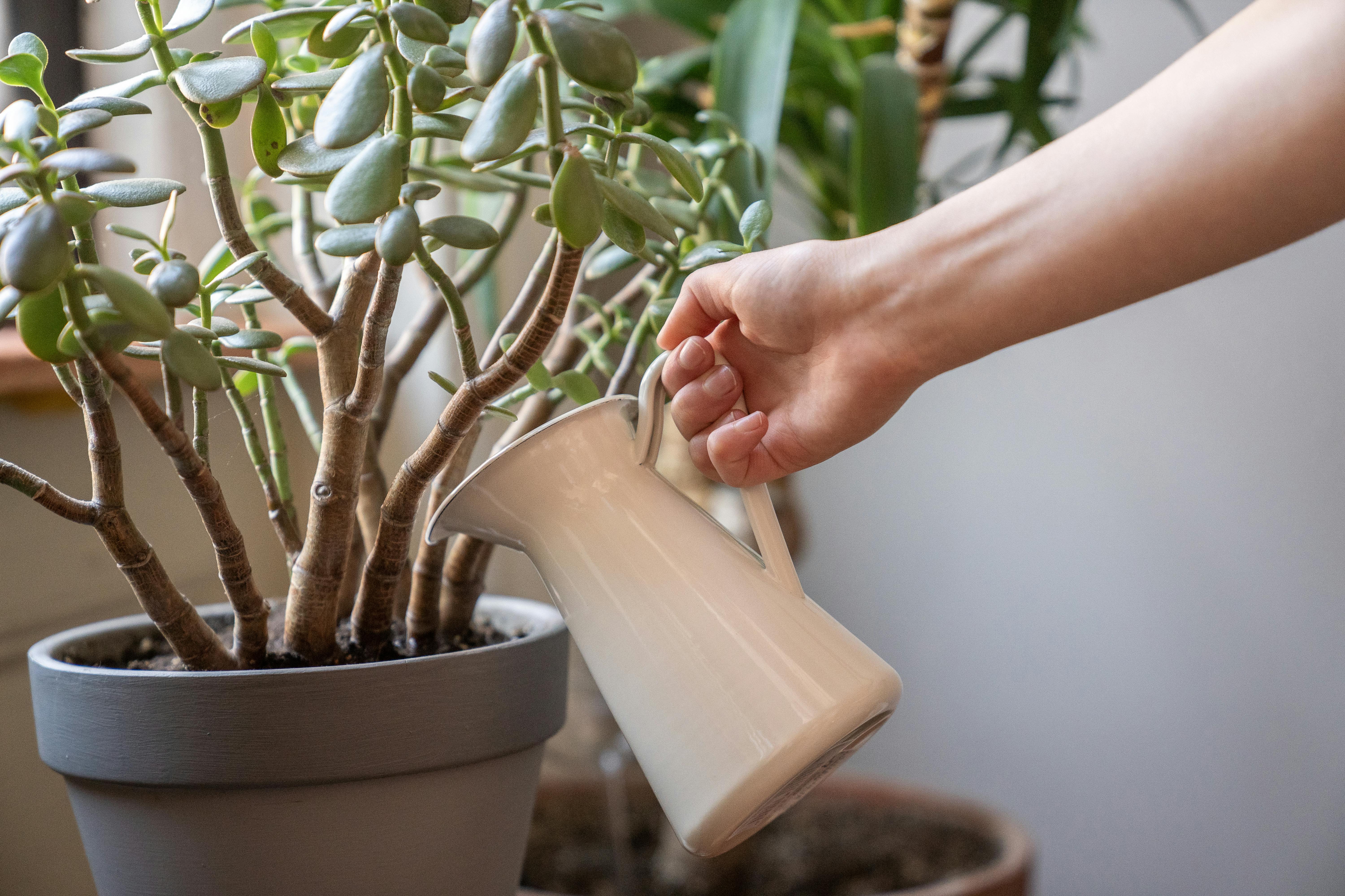 Jade Plant