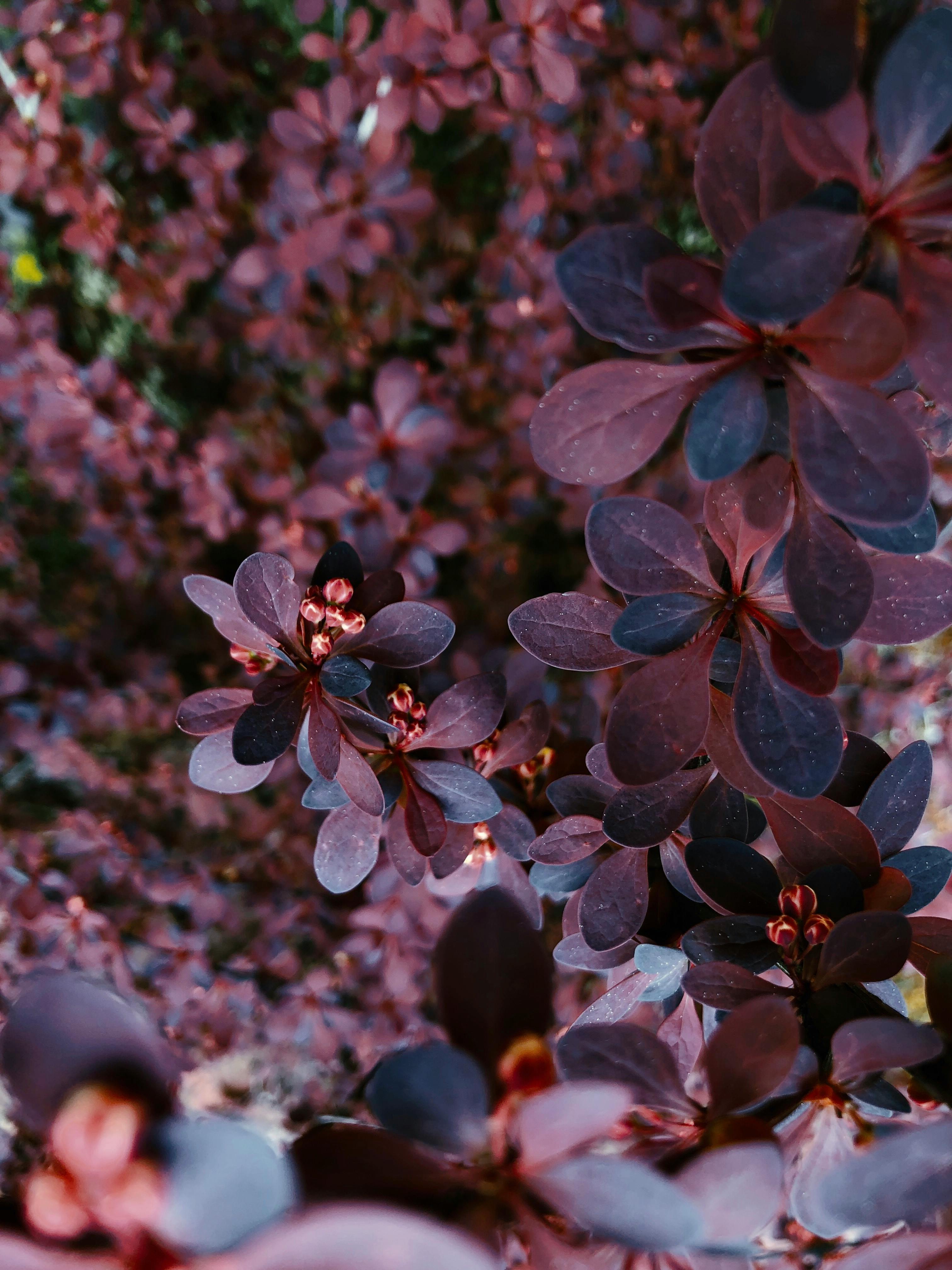 Japanese Barberry